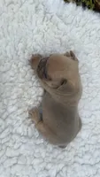 Lilac Fawn , a male French Bulldog for sale in Springfield, IL – 5 of 5