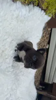 Brindle , a male French Bulldog for sale in Springfield, IL – 2 of 4