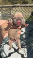 Lilac Fawn , a female French Bulldog for sale in Springfield, IL – 2 of 5