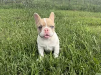 Fawn Pied Merle, a female French Bulldog for sale in Springfield, IL – 3 of 5