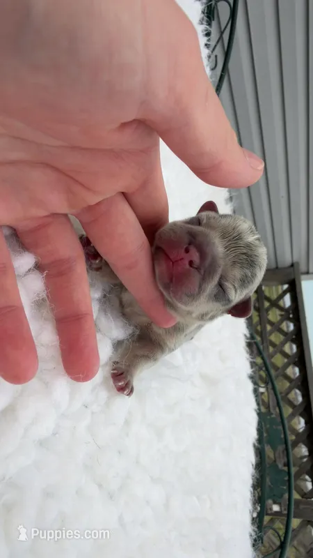 Blue& Tan Merle  – French Bulldog puppy for sale in Springfield, IL