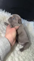 Blue Brindle , a male French Bulldog for sale in Springfield, IL – Photo 1 of 6