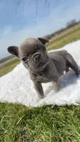 Blue Brindle , a male French Bulldog for sale in Springfield, IL – Photo 3 of 5