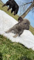 Blue Brindle , a male French Bulldog for sale in Springfield, IL – Photo 4 of 5