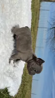 Blue Brindle , a male French Bulldog for sale in Springfield, IL – Photo 5 of 5