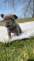 Blue Brindle , a male French Bulldog for sale in Springfield, IL – Photo 2 of 5