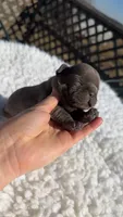 Blue Brindle , a male French Bulldog for sale in Springfield, IL – Photo 2 of 6