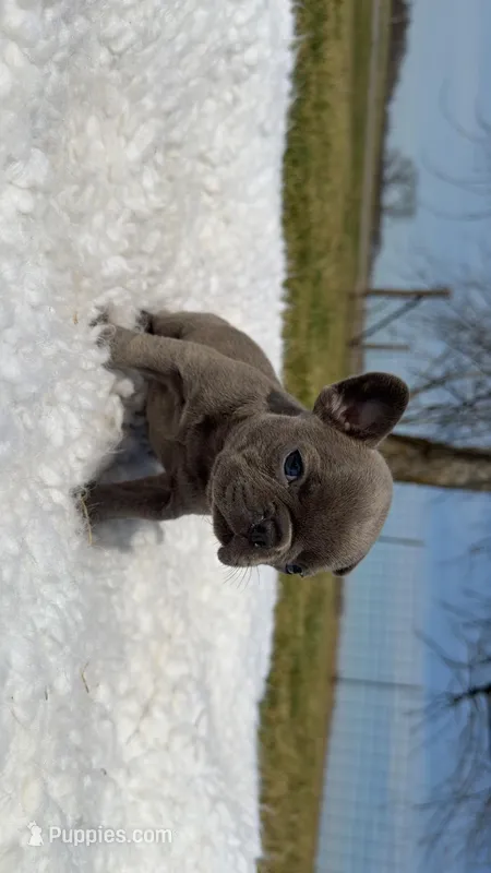Blue Brindle  – French Bulldog puppy for sale in Springfield, IL