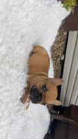Red Fawn, a male French Bulldog for sale in Springfield, IL – 6 of 6