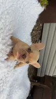 Lilac Fawn Merle, a male French Bulldog for sale in Springfield, IL – 4 of 7