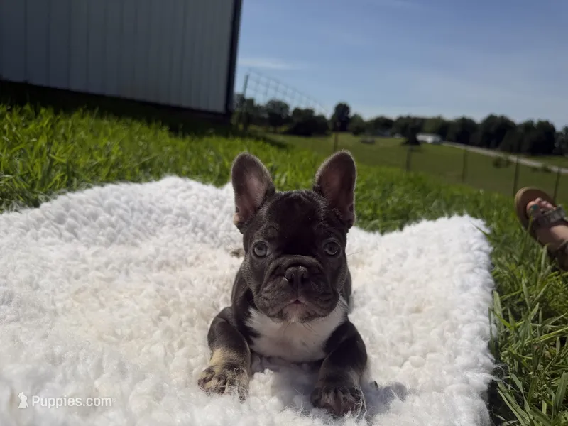Chocolate& tan  – French Bulldog puppy for sale in Springfield, IL