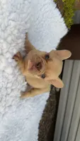 Lilac Fawn Merle, a male French Bulldog for sale in Springfield, IL – 2 of 7