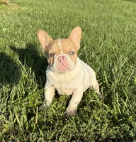 Fawn Pied Merle, a female French Bulldog for sale in Springfield, IL – 9 of 9