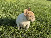 Fawn Pied Merle, a female French Bulldog for sale in Springfield, IL – 5 of 9