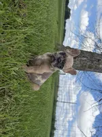 Blue fawn Merle , a male French Bulldog for sale in Springfield, IL – 3 of 7