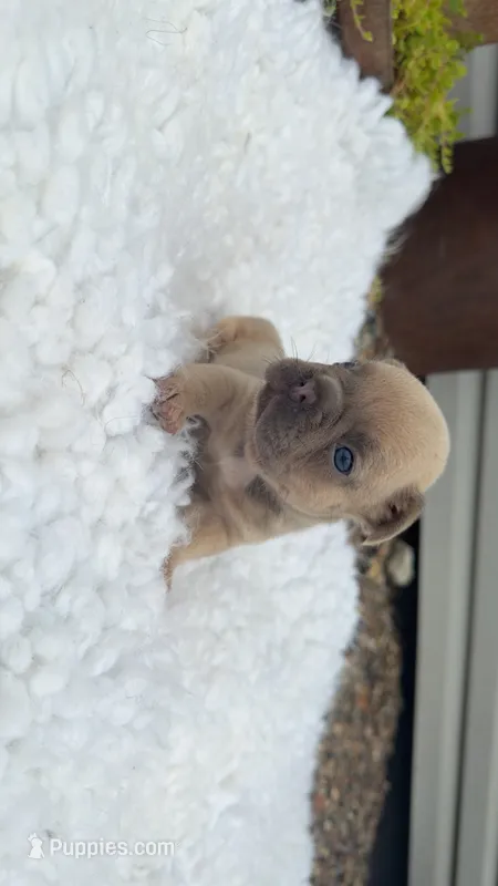 Lilac Fawn  – French Bulldog puppy for sale in Springfield, IL