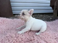 Lilac Fawn Merle Pied , a female French Bulldog for sale in Springfield, IL – 5 of 9
