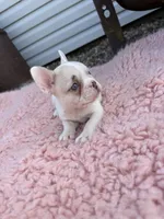 Lilac Fawn Merle Pied , a female French Bulldog for sale in Springfield, IL – 2 of 9