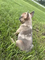 Blue fawn Merle , a male French Bulldog for sale in Springfield, IL – 6 of 7