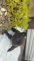 Brindle , a male French Bulldog for sale in Springfield, IL – 3 of 4