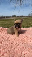 Fawn , a female French Bulldog for sale in Springfield, IL – Photo 4 of 6