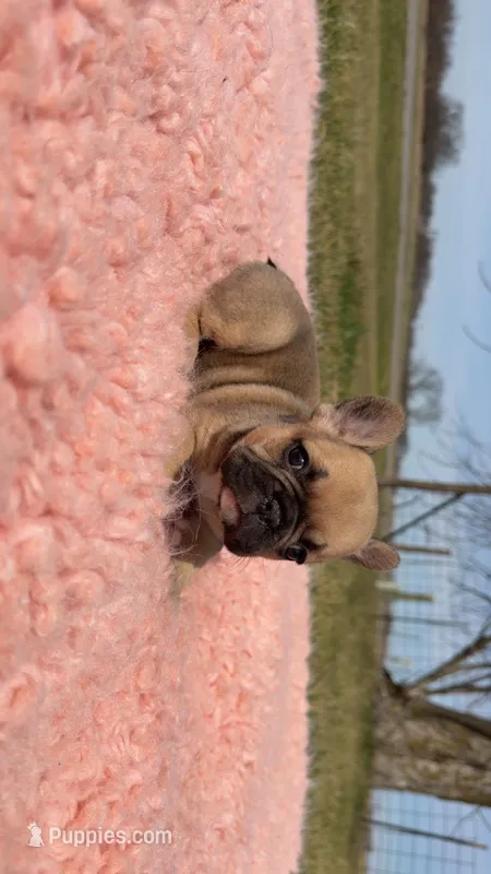 Fawn  – French Bulldog puppy for sale in Springfield, IL