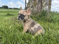 Blue fawn Merle , a male French Bulldog for sale in Springfield, IL – 2 of 7
