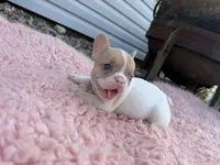 Fawn Pied Merle, a female French Bulldog for sale in Springfield, IL – 4 of 7