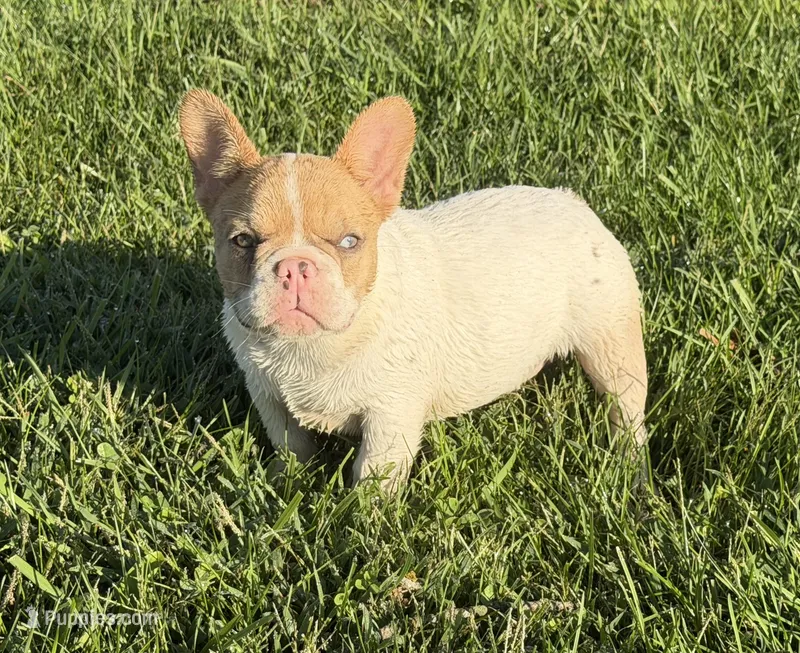 Fawn Pied Merle – French Bulldog puppy for sale in Springfield, IL