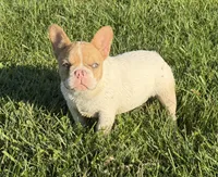 Fawn Pied Merle, a female French Bulldog for sale in Springfield, IL – 1 of 9