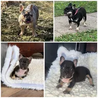 Chocolate& tan , a male French Bulldog for sale in Springfield, IL – 8 of 8
