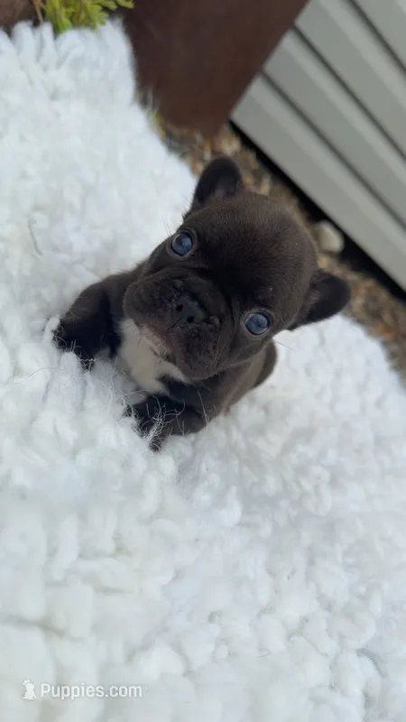 Brindle  – French Bulldog puppy for sale in Springfield, IL