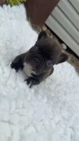 Brindle , a male French Bulldog for sale in Springfield, IL – 1 of 4