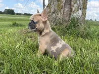 Blue fawn Merle , a male French Bulldog for sale in Springfield, IL – 5 of 7