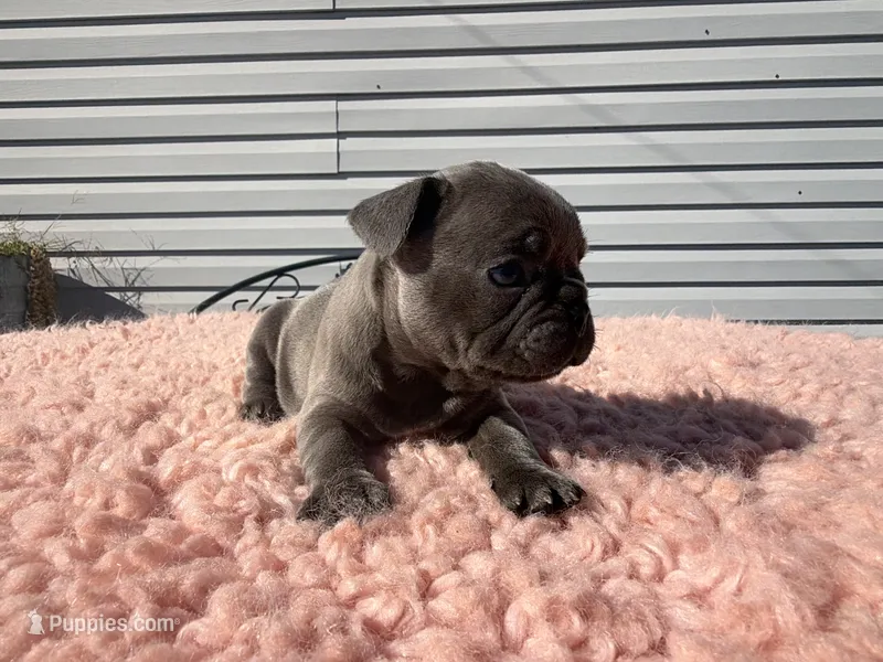 Blue Brindle  – French Bulldog puppy for sale in Springfield, IL