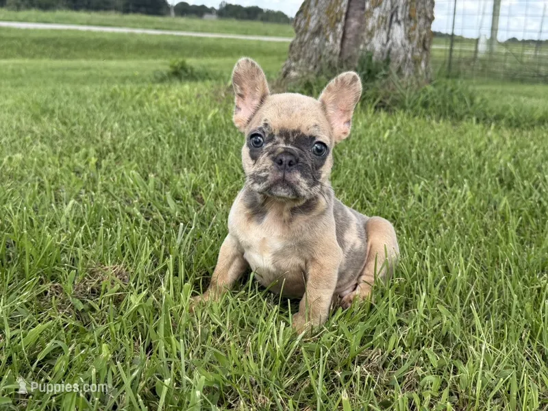 Blue fawn Merle  – French Bulldog puppy for sale in Springfield, IL