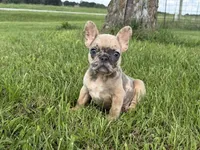 Blue fawn Merle , a male French Bulldog for sale in Springfield, IL – 1 of 7
