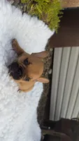 Red Fawn, a male French Bulldog for sale in Springfield, IL – 2 of 6
