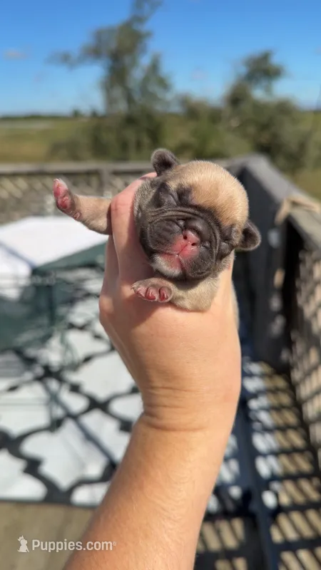 Chocolate Fawn  – French Bulldog puppy for sale in Springfield, IL