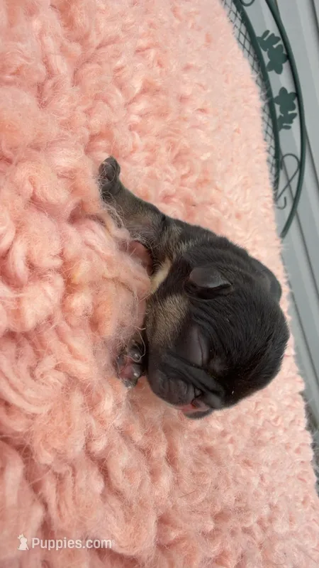 Black & tan  – French Bulldog puppy for sale in Springfield, IL