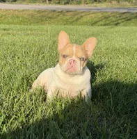 Fawn Pied Merle, a female French Bulldog for sale in Springfield, IL – 4 of 9