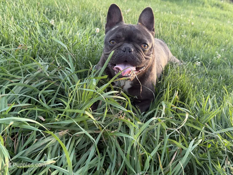 Ryn – French Bulldog puppy for sale in Springfield, IL