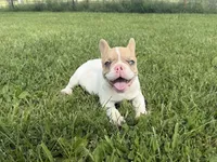 Fawn Pied Merle, a female French Bulldog for sale in Springfield, IL – 5 of 5