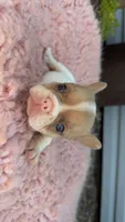 Fawn Pied Merle, a female French Bulldog for sale in Springfield, IL – 5 of 7