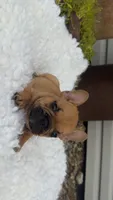 Red Fawn, a male French Bulldog for sale in Springfield, IL – 1 of 6
