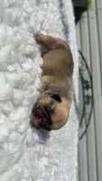 Chocolate Fawn , a male French Bulldog for sale in Springfield, IL – 2 of 4