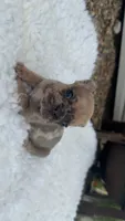Blue fawn Merle , a male French Bulldog for sale in Springfield, IL – 2 of 5