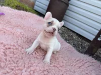 Lilac Fawn Merle Pied , a female French Bulldog for sale in Springfield, IL – 9 of 9