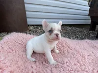 Lilac Fawn Merle Pied , a female French Bulldog for sale in Springfield, IL – 6 of 9
