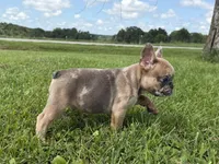 Blue fawn Merle , a male French Bulldog for sale in Springfield, IL – 7 of 7